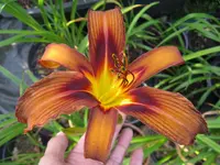 brown witch 1_1024x768.webp