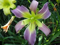 lovely light 3_1024x768.webp