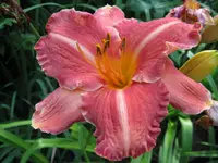pretty fancy  2_1024x768.webp