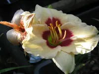 sil. shooker 2_1024x768.webp