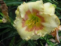 wellspring of wisdom 2_1024x768.webp