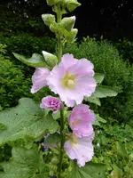 P1010190.webp