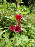 P1010203.webp