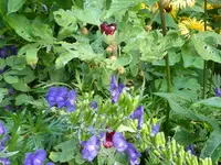 P1010236.webp