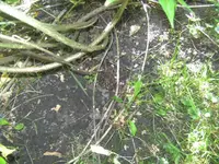 BILD5413.webp