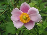 004.webp