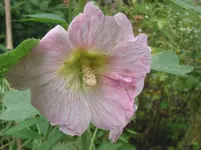 005.webp