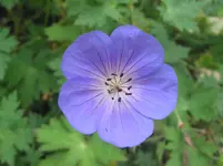 006.webp