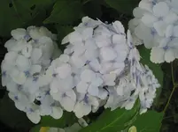 008.webp