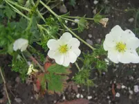009.webp