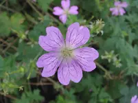 010.webp