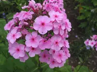 011.webp