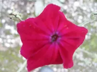 013.webp