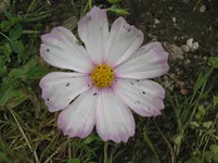 016.webp