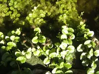BILD5418.webp
