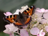 IMGP9592.webp