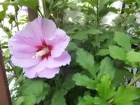 Bilda043.webp