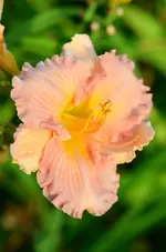 blessing.webp
