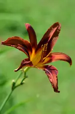brownwith.webp