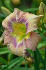 carolinaheritage.webp