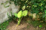 hosta.old.glory_0007.jpg