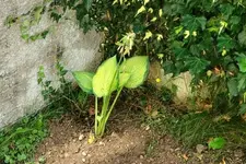 hosta.old.glory_0007.webp