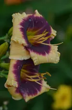 daemedunil3.webp