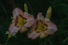 onlybeleve6.webp