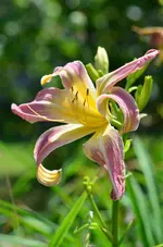orchidcorsage.webp