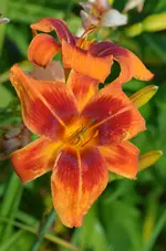 outreagus.webp