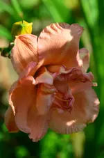 peggybass.webp