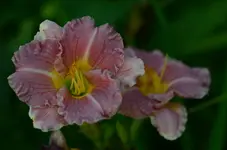 rose.webp