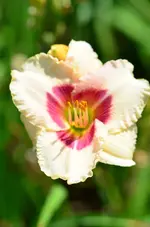 silethelsmith.webp