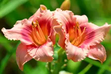 sweet tanja.webp