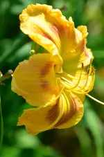 talkabouthruffles.webp