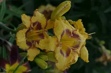 unbekannt4.webp