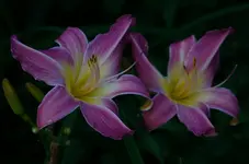 unbekannt5.webp