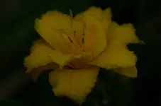 zlata.webp