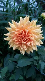 Dahlie Ludwig Helfert.webp