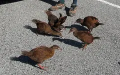 Copy of IMG_8582hv.webp