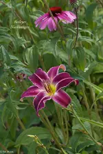 IMG_4933-2.webp