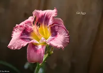 IMG_4947-2.webp