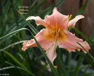 IMG_4957-2.webp