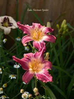 IMG_4981-2.webp