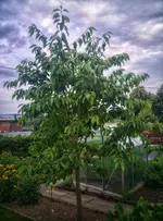 IMG-20160725-WA0001.webp