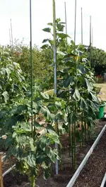 2016-07-26 17.00.24.webp