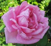Rose mon petit chou.jpg