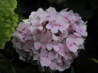 Bilda007.webp