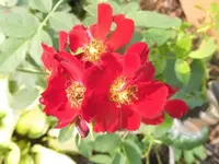 Bilda050.webp
