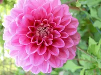CIMG3070.webp
